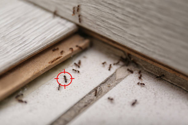 Best Residential Pest Control  in Willards, MD