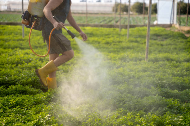 Best Exterminator Services  in Willards, MD
