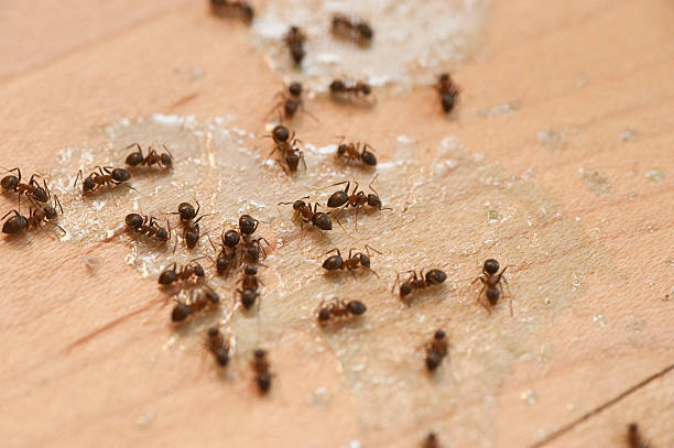 Reliable Willards, MD Pest Control Solutions
