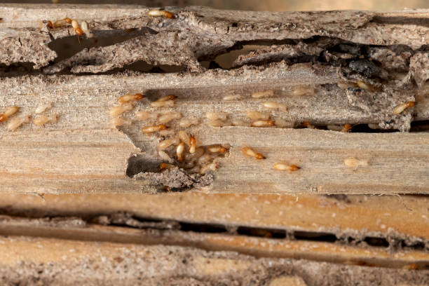 Best Best Pest Control Companies  in Willards, MD