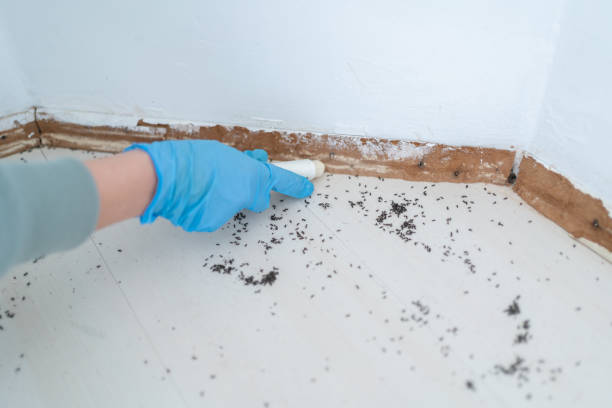 Best Pest Control for Restaurants  in Willards, MD